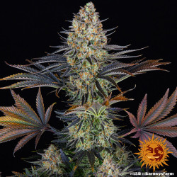 LSD Barnye's Farm