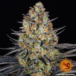 LSD Barnye's Farm