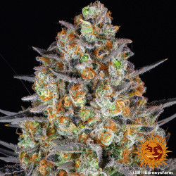 LSD Barnye's Farm
