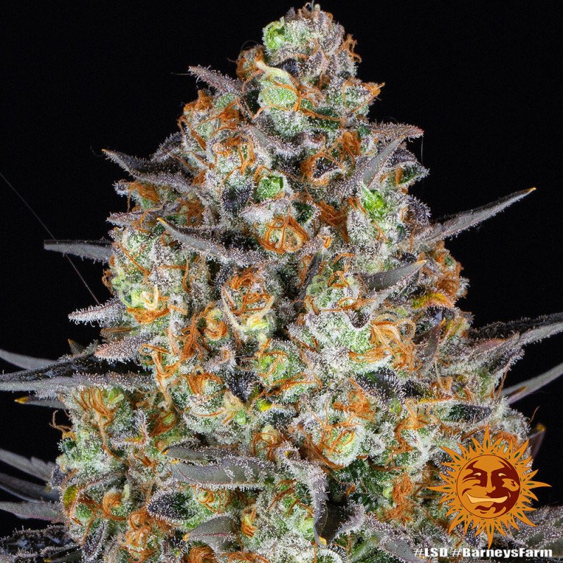 LSD Barnye's Farm