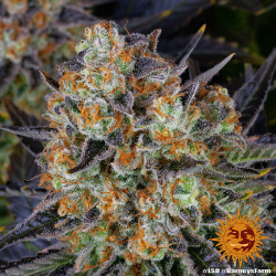 LSD Barnye's Farm