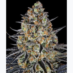 LSD Barnye's Farm