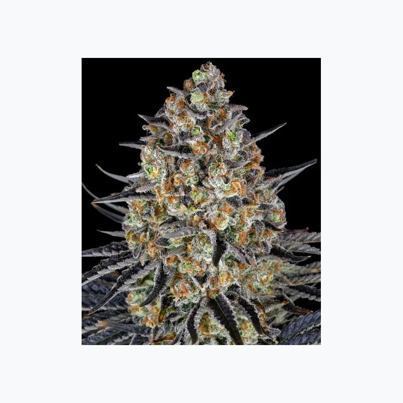 LSD Barnye's Farm