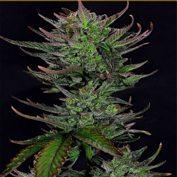 Feminizowane nasiona marihuany Auto Gorilla Glue