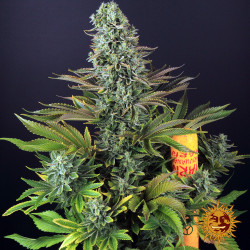 Tropicanna Banana Barnye's Farm