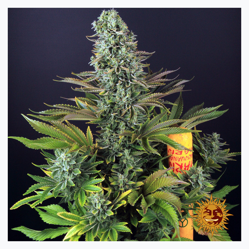 Tropicanna Banana Barnye's Farm