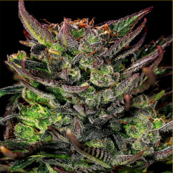 Feminizowane nasiona marihuany Auto Gorilla Glue