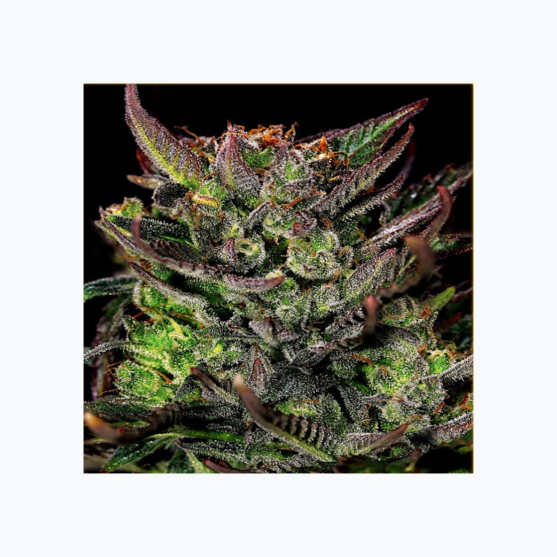 Feminizowane nasiona marihuany Auto Gorilla Glue