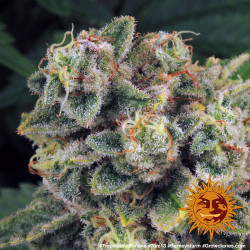 Tropicanna Banana Barnye's Farm
