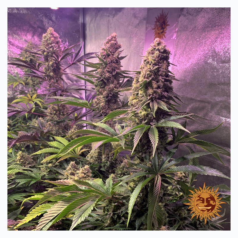 Tropicanna Banana Barnye's Farm