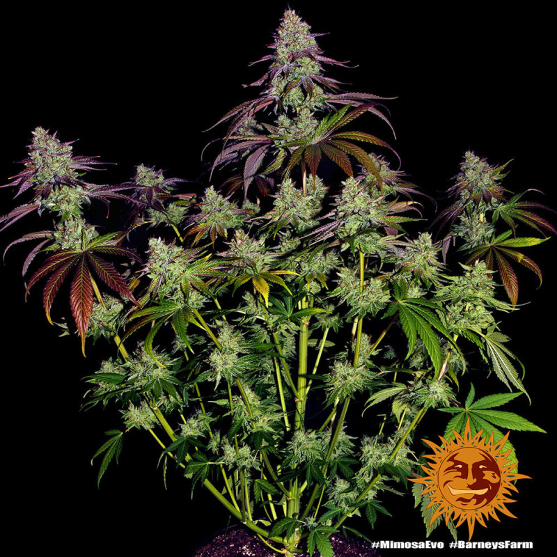 Mimosa EVO Barnye's Farm