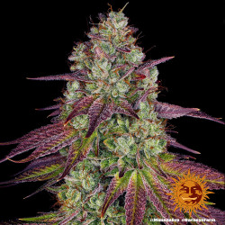 Mimosa EVO Barnye's Farm