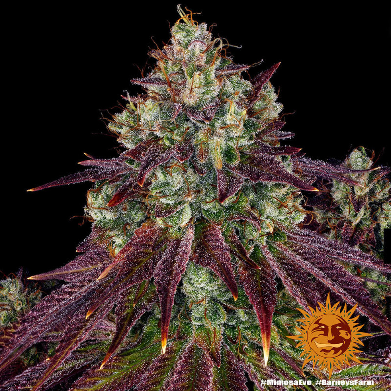 Mimosa EVO Barnye's Farm