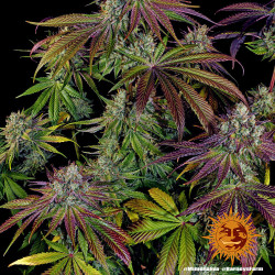 Mimosa EVO Barnye's Farm
