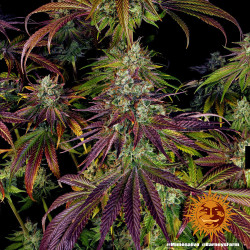 Mimosa EVO Barnye's Farm