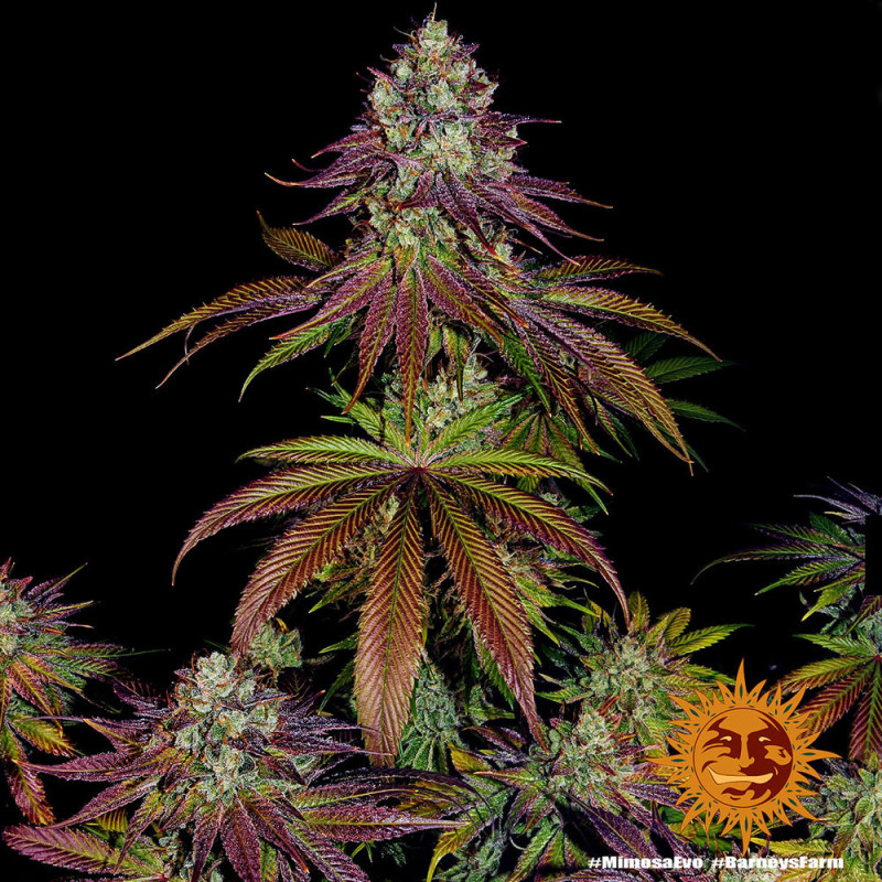 Mimosa EVO Barnye's Farm