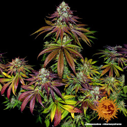 Mimosa EVO Barnye's Farm