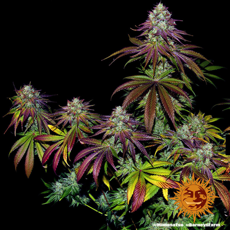 Mimosa EVO Barnye's Farm