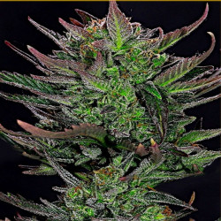 Feminizowane nasiona marihuany Auto Gorilla Glue