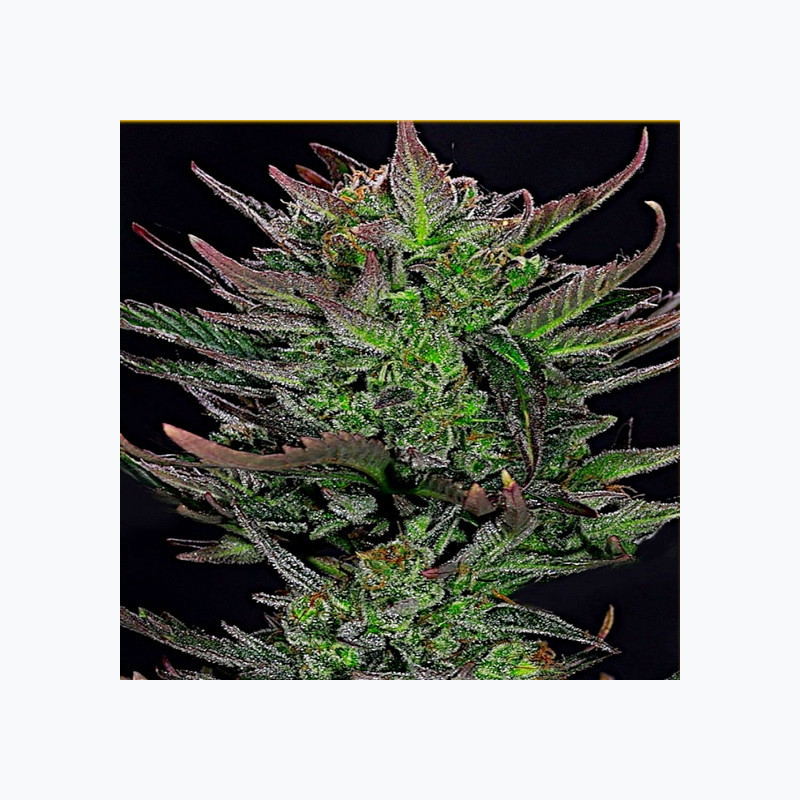 Feminizowane nasiona marihuany Auto Gorilla Glue