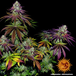Mimosa EVO Barnye's Farm