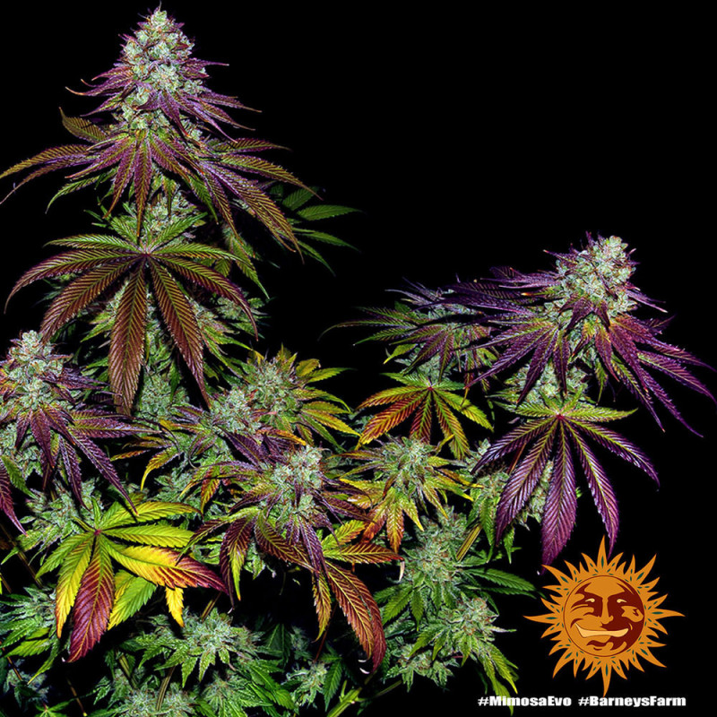 Mimosa EVO Barnye's Farm
