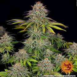 Critical Kush Barnye's Farm