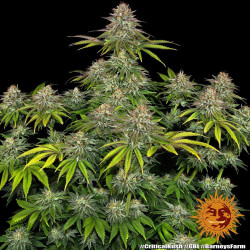 Critical Kush Barnye's Farm