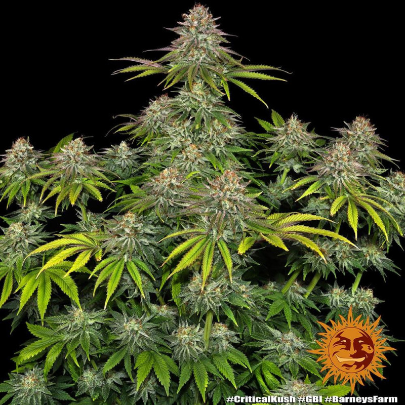 Critical Kush Barnye's Farm