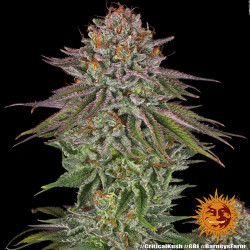 Critical Kush Barnye's Farm