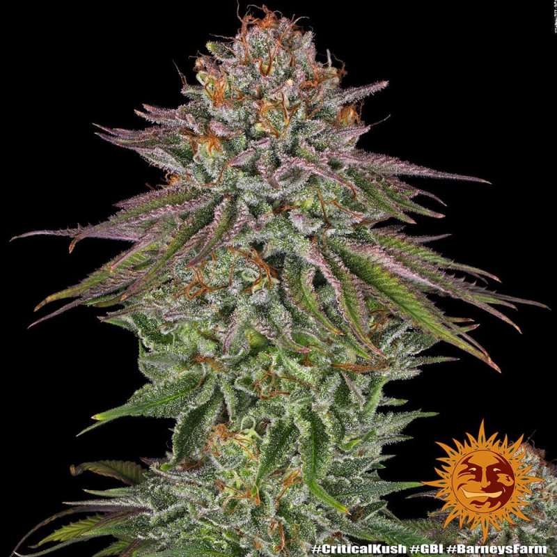 Critical Kush Barnye's Farm