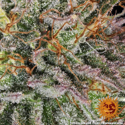 Critical Kush Barnye's Farm