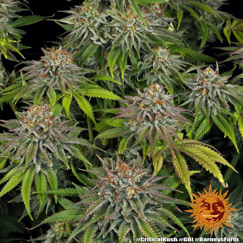 Critical Kush Barnye's Farm