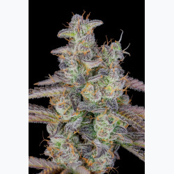 Banana Purple Punch Auto
