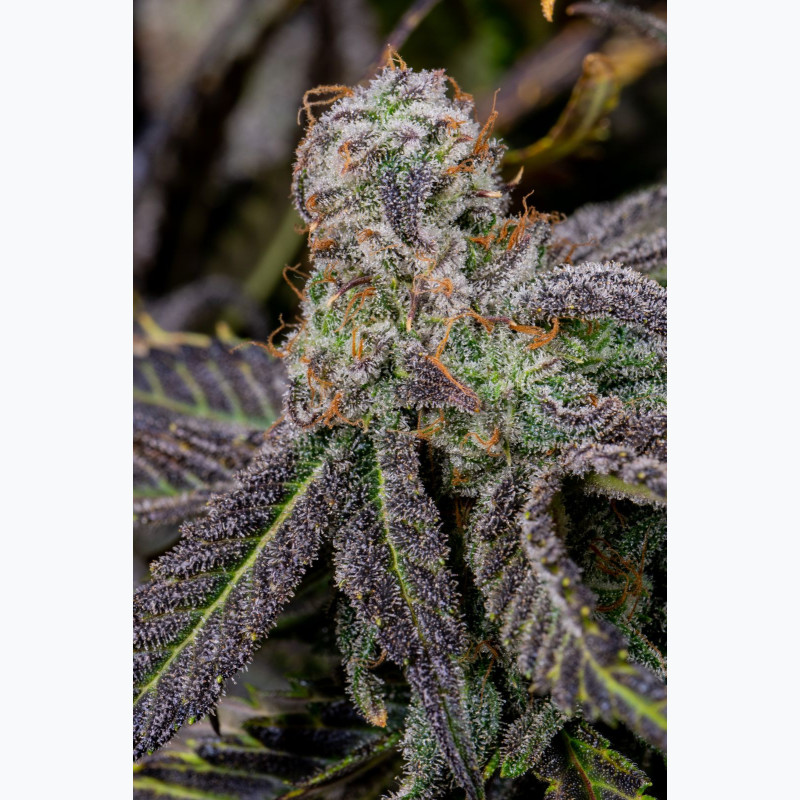 Banana Purple Punch Auto