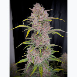 Banana Purple Punch Auto