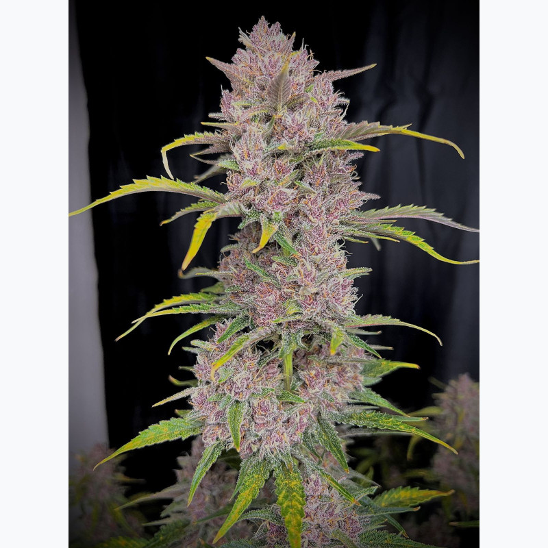 Banana Purple Punch Auto