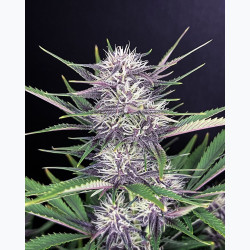 Banana Purple Punch Auto