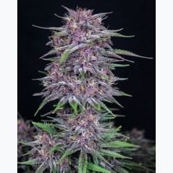 Banana Purple Punch Auto