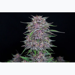 Banana Purple Punch Auto
