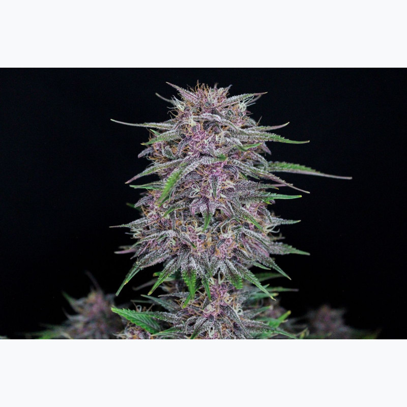 Banana Purple Punch Auto