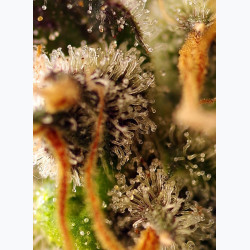 Gorilla Sherbet F1 Fast Version®