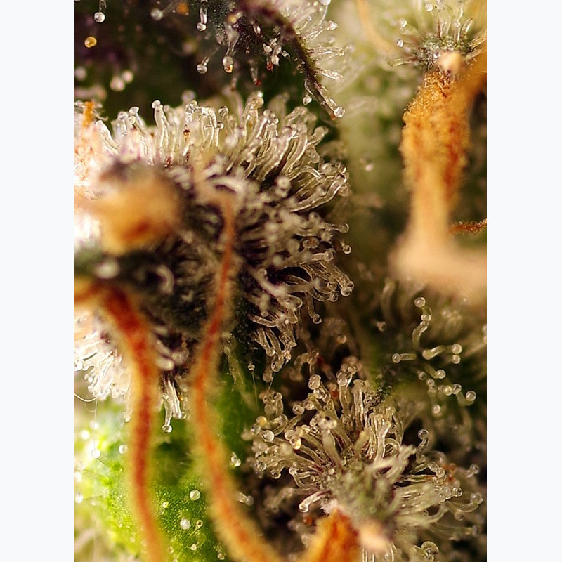 Gorilla Sherbet F1 Fast Version®