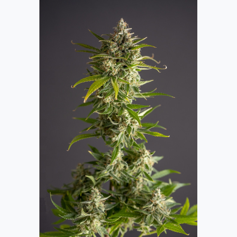 Auto Tropic Gorilla