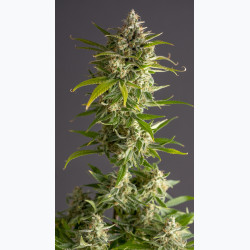 Auto Tropic Gorilla