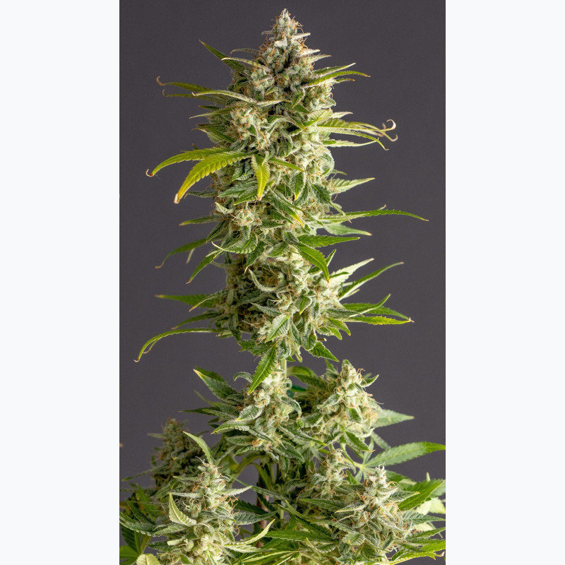 Auto Tropic Gorilla