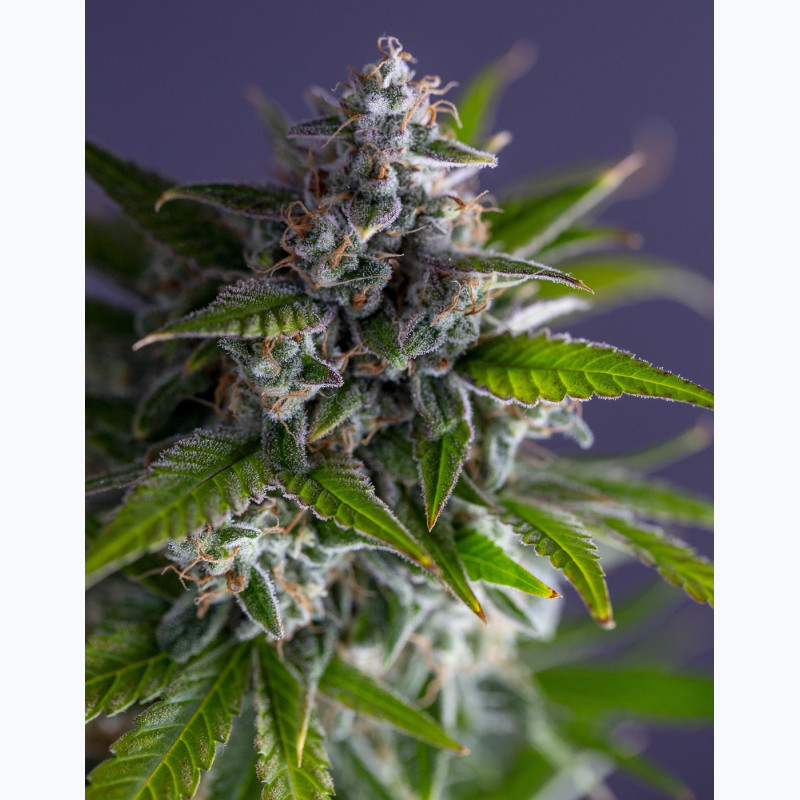 Auto Garage Strawberry