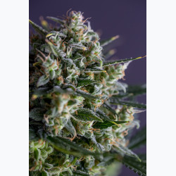 Auto Garage Strawberry
