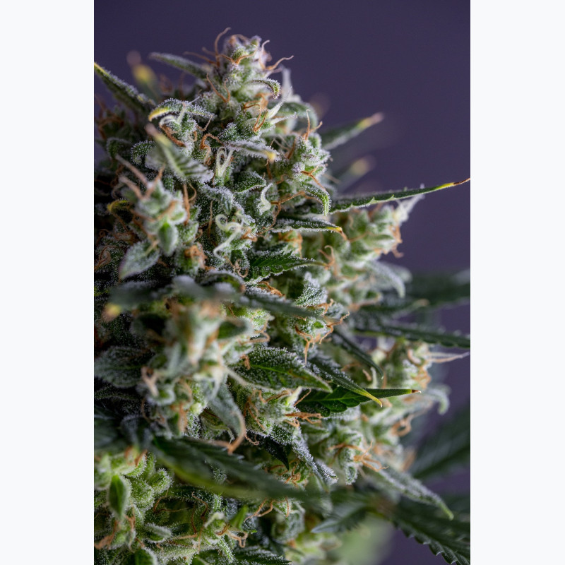Auto Garage Strawberry