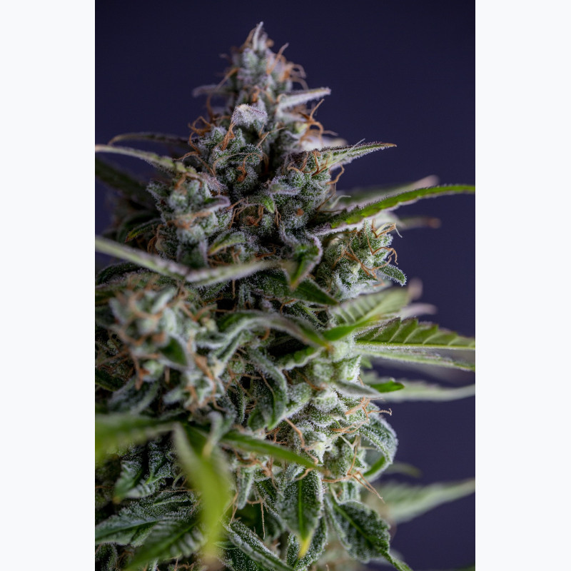 Auto Garage Strawberry